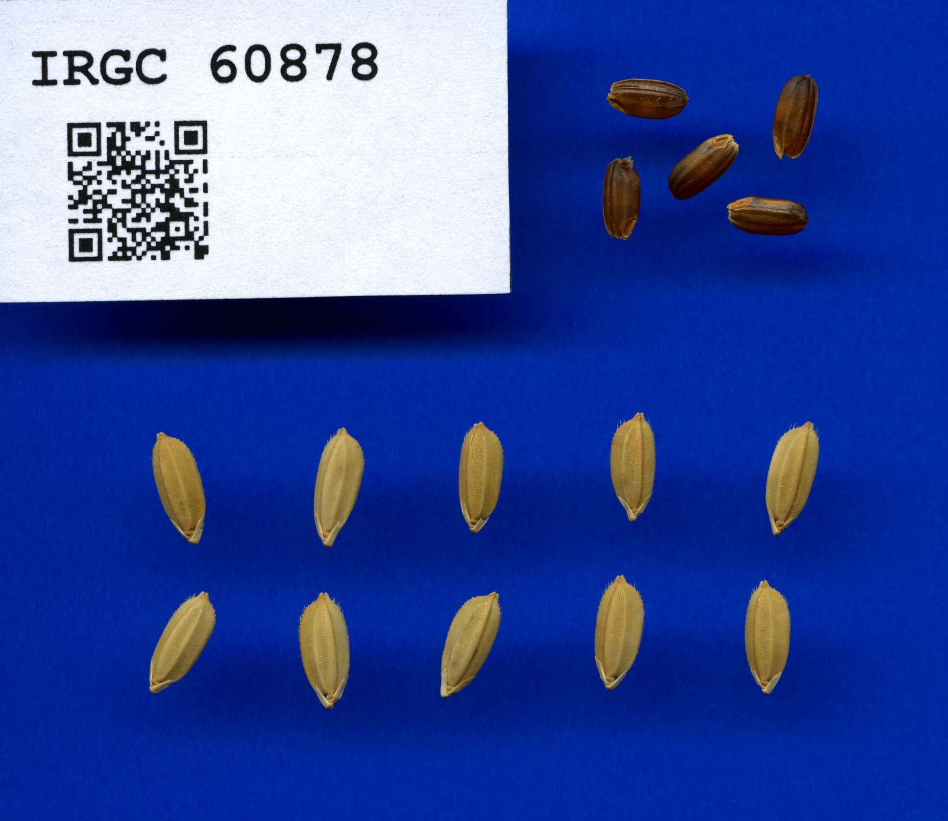 Intergrow Rice 023aed42-73d6-47eb-9f14-00bdece8e85b.jpg